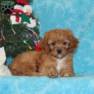 Antelope, Cavapoo Puppy